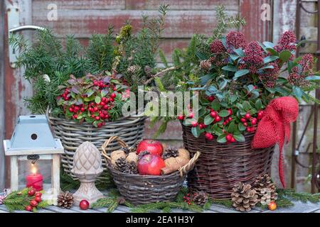 Rustc Wintergartendekoration mit gaultheria procumbens und Tannenzweigen Im Korb Stockfoto