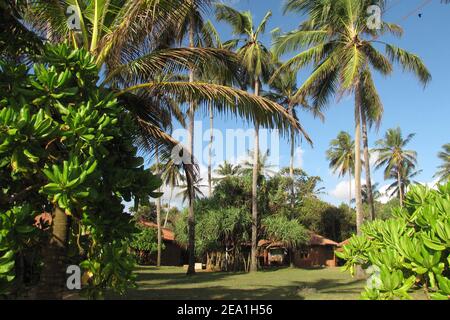 Meerblick, umweltfreundliche Ferienbungalows umgeben von Palmen in Ranweli, Waikkal Strand, Sri Lanka. Perspektive von der Uferlinie. Stockfoto