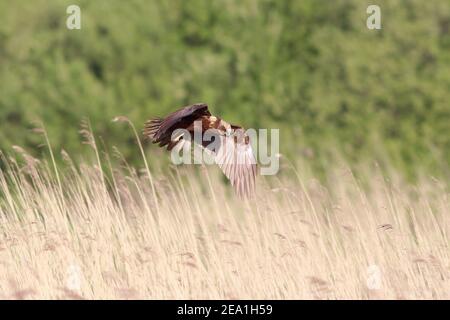 Marsh Harrier (Circus aeruginosus), der im Schilf von Wheldrake ings, Lower Derwent Valley National Nature Reserve, N.Yorks, Großbritannien, auf Beuteartikel zurückgreift Stockfoto