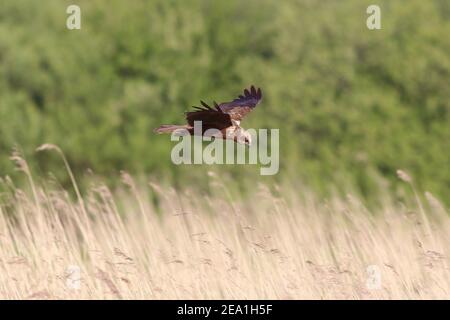 Marsh Harrier (Circus aeruginosus) fliegt über Schilf in Wheldrake ings, Teil des Lower Derwent Valley National Nature Reserve, North Yorkshire, Großbritannien Stockfoto