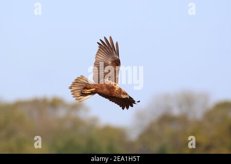 Marsh Harrier (Circus aeruginosus) gegen blauen Himmel fliegen über Wheldrake ings, im Lower Derwent Valley National Nature Reserve, North Yorks, Großbritannien Stockfoto