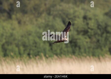 Marsh Harrier (Circus aeruginosus) fliegt über Schilf in Wheldrake ings, Teil des Lower Derwent Valley National Nature Reserve, North Yorkshire, Großbritannien Stockfoto