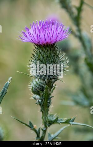 Lila Blütenkopf der Speerdistel, Cirsium vulgare. Stockfoto