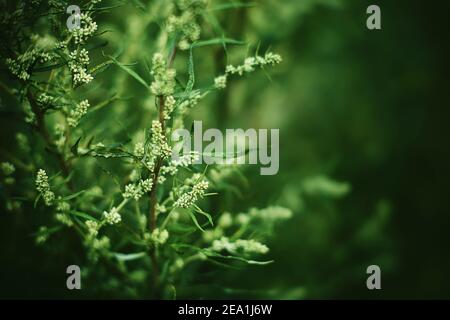 Die bitter riechenden Blüten aus grünem Wermut wachsen im Sommer unter dem Wildgras. Natur. Heilpflanze. Stockfoto