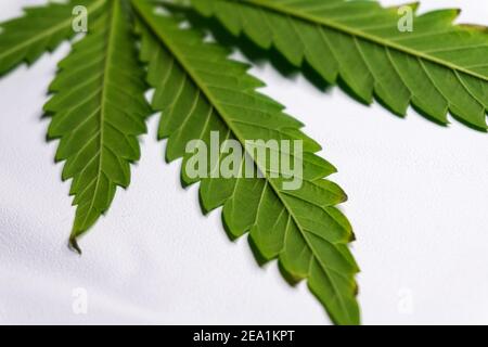 Grünes Cannabisblatt liegt auf einer hellen Oberfläche zurück Stockfoto
