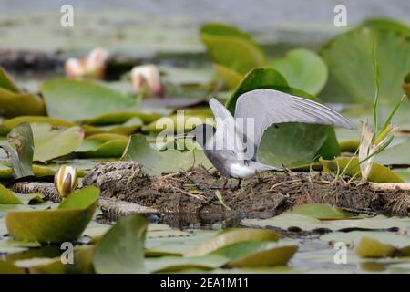 Schwarze Seeschwalbe * Chlidonias niger * auf Nisthilfe sitzend, mit Fischen im Schnabel, Flügelschlag, Wildtiere, Europa. Stockfoto