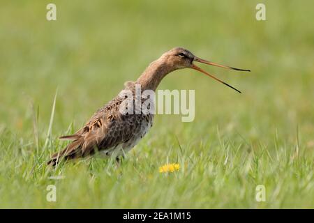 Schwarzschwanz-Godwit ( Limosa limosa ), lange Fadervogel, laut rufen, flexibler Schnabel, warnt seine Küken, Tierwelt, Europa. Stockfoto