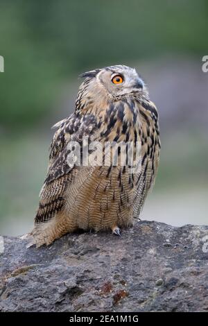 Eurasian Eagle Owl ( Bubo bubo ), auf einem Felsen ruhen, beobachten bis zum Himmel, sieht lustig, Tierwelt, Europa. Europa. Stockfoto