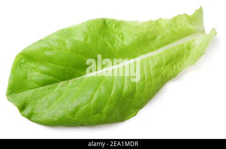 Kopfsalat grünes Blatt Salat auf weißem Hintergrund mit Freistellungspfad isoliert Stockfoto