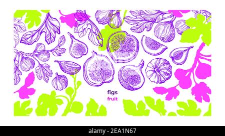 Feigenanlage Vorlage. Vector frische Plantage. Handgezeichnete Farbskizze, Kunstmuster auf weißem Hintergrund. Botanischer Baum, Sommerfrüchte, Texturblatt. S Stock Vektor