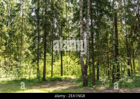 Gemischte Nadelbäume und breitblättrige Baumwälder Natur und warmen Frühling Punkt Stockfoto