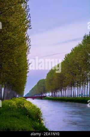Zwischen den Provinzen Vercelli und Novara werden über 90% der gesamten italienischen Reisproduktion angebaut. Carnaroli Qualität ist die am meisten von den besten verwendet Stockfoto