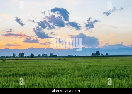 Zwischen den Provinzen Vercelli und Novara werden über 90% der gesamten italienischen Reisproduktion angebaut. Carnaroli Qualität ist die am meisten von den besten verwendet Stockfoto