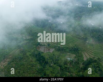 Aus der Vogelperspektive sehen Sie dicke weiße Wolken und Nebel, die üppig grüne Reisterrassen auf tropischen Hängen in Bali, Indonesien, umgeben. Stockfoto
