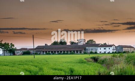 Zwischen den Provinzen Vercelli und Novara werden über 90% der gesamten italienischen Reisproduktion angebaut. Carnaroli Qualität ist die am meisten von den besten verwendet Stockfoto