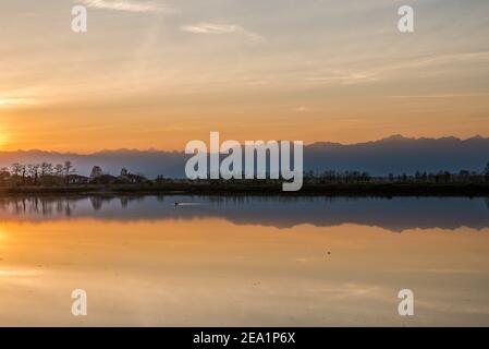 Zwischen den Provinzen Vercelli und Novara werden über 90% der gesamten italienischen Reisproduktion angebaut. Carnaroli Qualität ist die am meisten von den besten verwendet Stockfoto