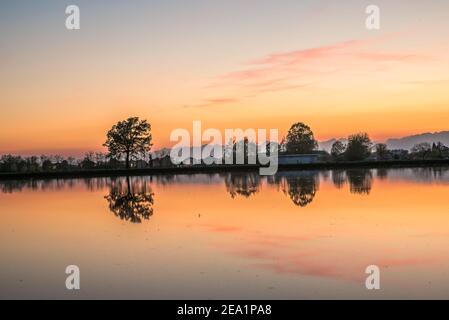 Zwischen den Provinzen Vercelli und Novara werden über 90% der gesamten italienischen Reisproduktion angebaut. Carnaroli Qualität ist die am meisten von den besten verwendet Stockfoto