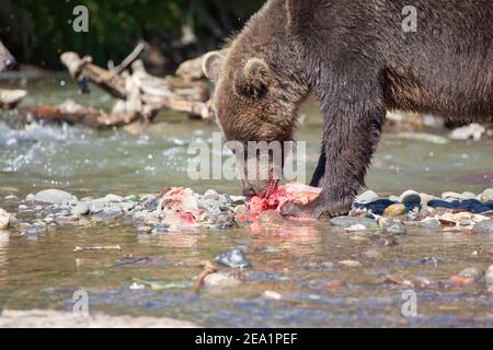 Ein wilder Braunbär fischt Grizzly. Der Bär, der im Sommer roten Lachs im See isst. Kronotsky Nationalpark. Kamtschatka. Kuril See. Russland Stockfoto