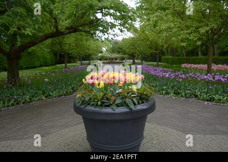 Bunte Tulpen in einem großen Topf im Keukenhof-Garten, auch bekannt als der Garten Europas. Einer der größten Blumengärten in der Gemeinde Stockfoto