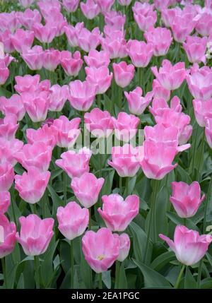 In den Gärten Keukenhof, auch bekannt als der Garten Europas, blühen die rosa Tulpen in voller Blüte. Einer der größten Blumengärten der Gemeinde Lisse Stockfoto