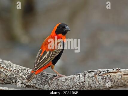 Southern Red Bishop (Euplectes orix) erwachsenen Mann auf gefallenen Zweig Johannesburg, Südafrika thront November Stockfoto