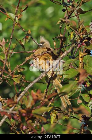 Gesprenkelt Mausvogel (Colius striatus) Erwachsene klammert sich an einen Zweig Wakkerstroom, Südafrika November 2015 Stockfoto