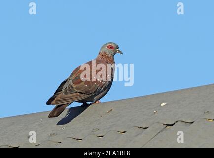 Gesprenkelte Taube (Columba guinea phaeonota) Erwachsener auf dem Dach Wakkerstroom, Südafrika November Stockfoto