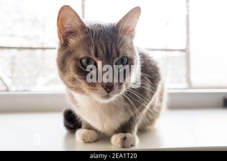 Wunderschöne Katze mit grünen Augen, die auf einer Fensterbank am Fenster sitzt. Lifestyle. Stockfoto