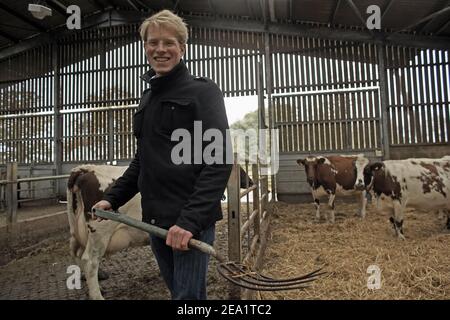 Farmer hält Gabel mit Stroh mit Kühen im Hintergrund, Duchy Home Farm Gloucestershire, England. Stockfoto