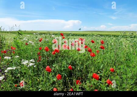 Blossom of poppy flowers and other wild flowers in spring Stockfoto