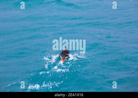 Ein Papageitaucher läuft mit Spritzern auf dem Wasser des Meeres. Nahaufnahme. Spitzbergen. Norwegen. Stockfoto