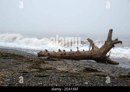 Großer Baumstamm aus Treibholz an einem Strand. Wellen brechen im Hintergrund. Dichter Nebel über dem Meer. Platz für Text. Stockfoto