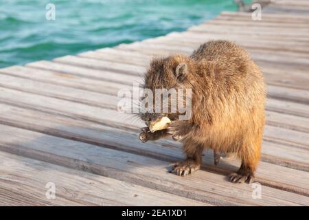 Nahaufnahme der wilden kubanischen Hutias (Capromyidae, Capromys pilorides), die bei Sonnenuntergang auf einer Holzbrücke essen Stockfoto