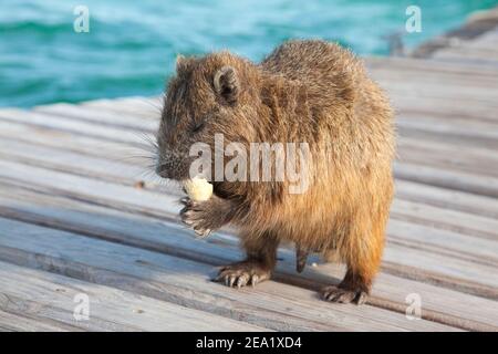 Nahaufnahme der wilden kubanischen Hutias (Capromyidae, Capromys pilorides), die bei Sonnenuntergang auf einer Holzbrücke essen Stockfoto