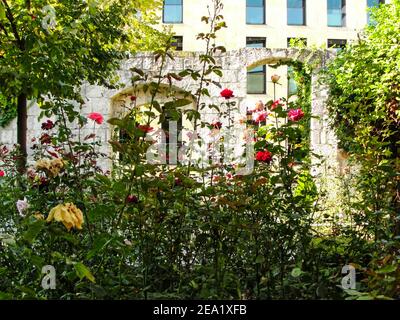 Rosensträucher mit roten, rosa, gelben und weißen Rosen mit einem historischen Gebäude im Hintergrund Stockfoto