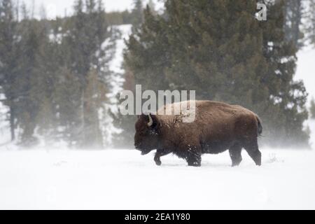 American Bison / amerikanischer Bison im Winter, schwerer Bulle, Wandern durch tiefen Schnee, Schneefall, hartes Winterwetter, Yellowstone NP Stockfoto