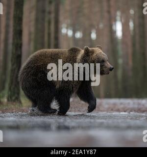 Eurasischer Braunbär / Europäischer Braunbaer ( Ursus arctos ) auf dem Weg durch eine gefrorene Pfütze, über eine Forststraße, im Winter, sieht lustig aus, EUR Stockfoto