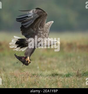 Seeadler / Seeadler ( Haliaeetus albicilla ) alter Erwachsener im Flug, abheben, Aas in seinen riesigen Talonen tragen, Nahrung opportun Stockfoto