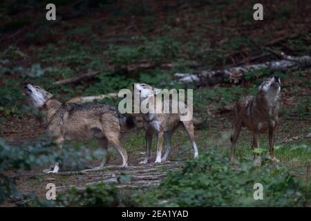 Eurasische Wölfe / Graue Wölfe ( Canis lupus ), heulende Wolfsrudel, Wolfsrudel, Wolfsgeheul, Europa. Stockfoto