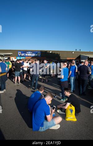 AFC Wimbledon Fans vor dem Spiel im AFC Wimbledon Fußballverein, England. Stockfoto