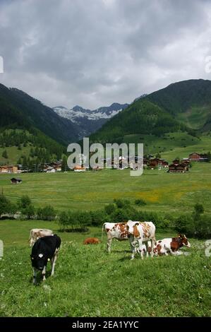 Kühe grasen in hochalpinen saftig grünen Wiesen. Stockfoto