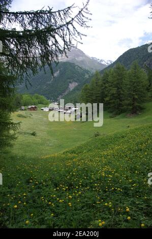 Wildblumenwiesen führen hinunter zu einem Weiler am Kopf eines Walliser Tals bei Zermatt. Stockfoto