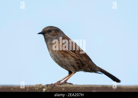 Dunnock Prunella modularis thront während der Nahrungssuche in einem englischen Winter. Manchmal auch als Heckensperling in einigen Teilen des Vereinigten Königreichs bekannt. Stockfoto