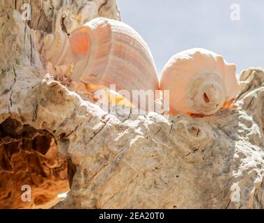 Stillleben von zwei Muscheln auf einem alten Stück Holz Stockfoto