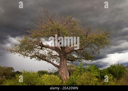 Regenzeit Gewitterwolken sammeln sich hinter einem großen Baobab-Baum, der die markante Kontur und Form dieses primitiven Baumes unterstreicht. Stockfoto