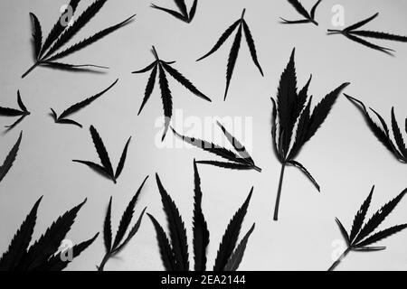 Schwarzes Marihuana auf weißem Hintergrund. Schwarzweiß-Foto. Muster, Layout, Draufsicht. Chaos. Grunge Toning. Selektiver Fokus Stockfoto