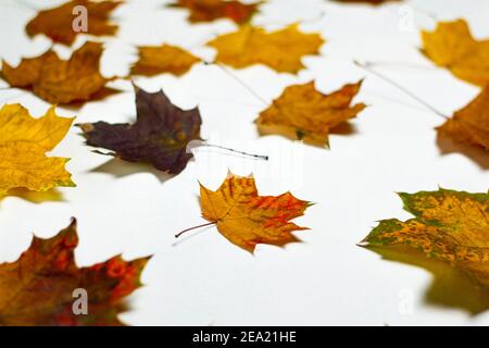 Defocus mehrfarbig rot gelb trocken Herbst Ahornfüchse auf weißem Hintergrund. Differenzkonzept. Herbstkonzept. Nicht fokussiert Stockfoto