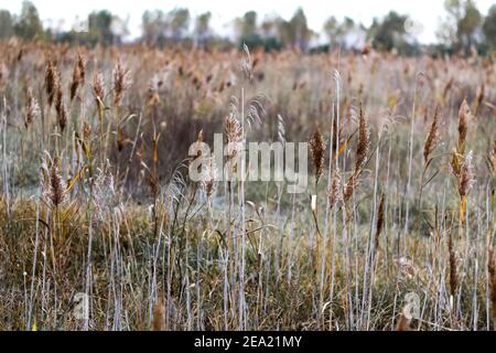 Trockenes Gras. Schilf auf der Herbstwiese, Schilfschicht, Schilfsamen. Pastellrohrplantage. Minimales Trendkonzept. Abstrakter natürlicher Hintergrund, schön Stockfoto