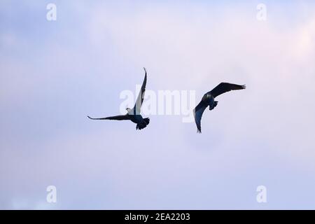 Zwei große Kormoran (Phalacrocorax carbo) im Flug Stockfoto