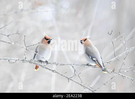 Böhmische Wachsflügel (Bombycilla garrulus) In einem kanadischen Winter auf einer Zweigstelle gelegen Stockfoto